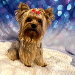 Daisy - Yorkshire Terrier