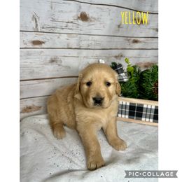 Golden Retriever Puppies from Castle Country Companions