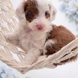 Blue - Brown and white male Aussiedoodle puppy in Byron, Georgia from Southern Olive Doodles 🫒