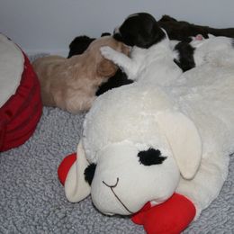 Australian Labradoodle Puppies from Windsor Creek Labradoodles