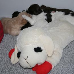 Australian Labradoodle Puppies from Windsor Creek Labradoodles