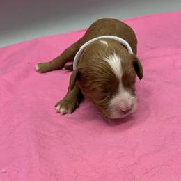 Girl 4 - female Cavapoo puppy in Burke, New York from Patti’s Puppies
