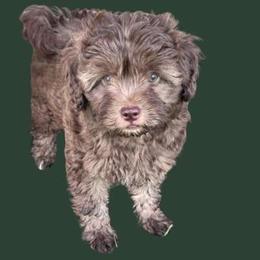 Audrey - Red female Aussiedoodle puppy in Post Falls, Idaho from North Idaho Miniature Aussiedoodles