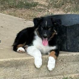 Roger - Black tri-color male Australian Shepherd puppy in Mount Vernon, Texas from RJ's Aussie Posse