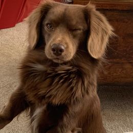 Dachshunds from Lawsons Dachshunds