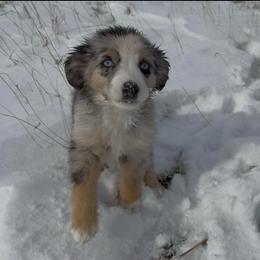 Boy 2 - Blue merle male Miniature Australian Shepherd puppy in Ellsworth, Kansas from Flying H Mini Aussies