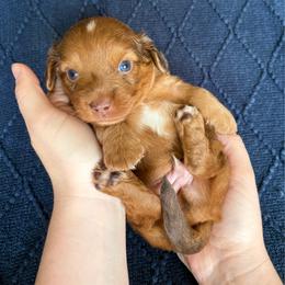 Little red dapple boy - Dapple male Dachshund puppy in Elkhart, Indiana from Hart City Dachshunds