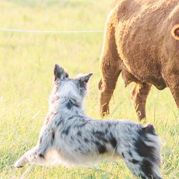 Australian Shepherds from Dos Lobos Ranch, LLC