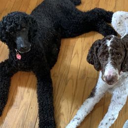 Poodles from Shippee’s Standards