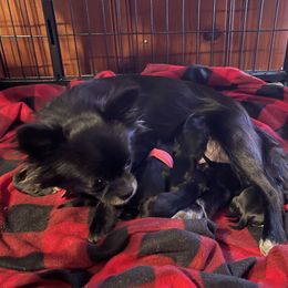 Patra - Chihuahua
