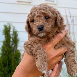 Poodle Puppies from Sarah Lobbestael