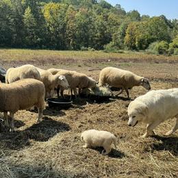 Border Collie and Maremma Sheepdog Puppies from Hope's Farm