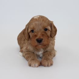 Nova - Red female Australian Cobberdog puppy in Bellingham, Minnesota from Whispering Prairie Australian Cobberdog