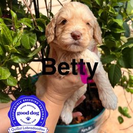 Betty - Caramel ice female Australian Labradoodle puppy in San Juan, Texas from QuiSal Labradoodles