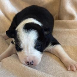 Till - Black and white male Border Collie puppy in Mckinney, Texas from Border Collies of Ruidoso