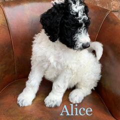 Double Doodle, Goldendoodle, and Pyredoodle Puppies from Little Muddy Doodles