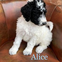 Double Doodle, Goldendoodle, and Pyredoodle Puppies from Little Muddy Doodles