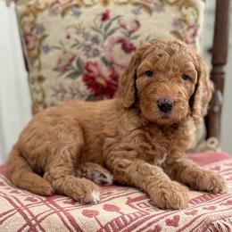 Funshine Bear- Yellow Collar - Red  male Goldendoodle puppy in Bay City, Texas from Charming Doods Goldendoodles