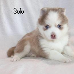 Solo - Lavender male Pomsky puppy in Denham Springs, Louisiana from Bayouland Pomskies