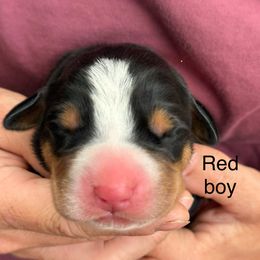 Red boy - Black, white and red male Greater Swiss Mountain Dog puppy in Woodland, Washington from Woodland Swissie’s
