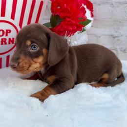 John - Chocolate and tan male Dachshund puppy in Colbert, Oklahoma from Brooke Crenshaw