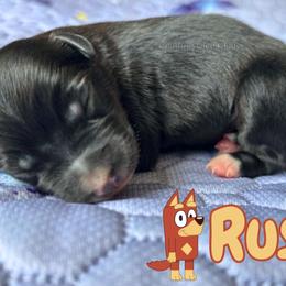 Rusty - Black tri male Miniature American Shepherd puppy in Millington, Tennessee from Goading Glee Glade