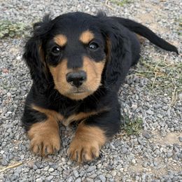 Black and Tan Male 2 - Black and tan male Dachshund puppy in Delta, Colorado from Weinderful Dachshunds