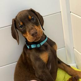 Teal Collar - Red and rust female Doberman Pinscher puppy in Lake City, Florida from Paintedcrazy Doberman Pinchers