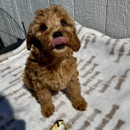 Yellow collar - Red  female Goldendoodle puppy in Valdosta, Georgia from Fifth Day Farm
