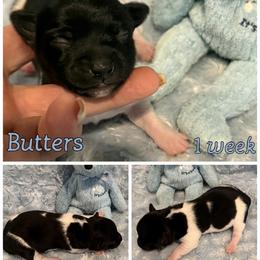 Butters - Black and white male Rat Terrier puppy in Atlanta, Texas from CaliRats Rat Terriers