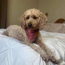Lulu - Poodle
