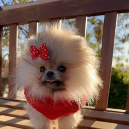 Pomeranian All Grown Up from Frensace Kennel