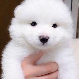 Green - White male Samoyed puppy in San Antonio, Texas from Hill Country Samoyeds