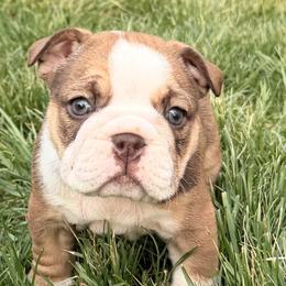 Moo moo - Red female Bulldog puppy in Salem, Illinois from Itsabulldogthing