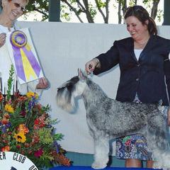 Cane Corso and Miniature Schnauzers from Ernhart & Oblivion