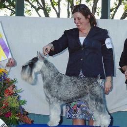 Cane Corso and Miniature Schnauzers from Ernhart & Oblivion