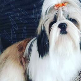 Shih Tzu Puppies from Trinity Shihtzu's So Calif