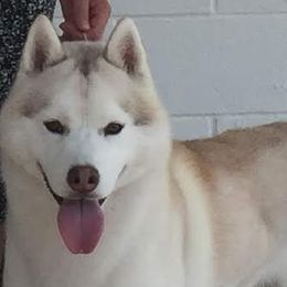 Siberian Huskies from Tugline Siberians