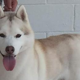 Siberian Huskies from Tugline Siberians