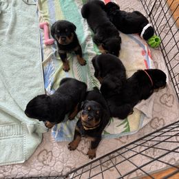 German Shepherd and Rottweiler Puppies from Von Der Hügelspitze