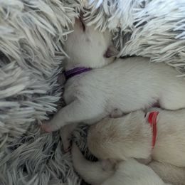 Pomsky Puppies from Valparaiso Pomskys