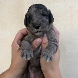 Finn - Blue merle male Sheepadoodle puppy in Lancaster, Pennsylvania from Bitler Family Puppies