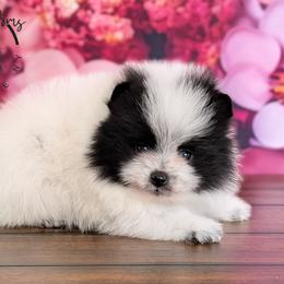 Oreo - Black parti male Pomeranian puppy in Fultonville, New York from Sandy Aussies & Pomeranians