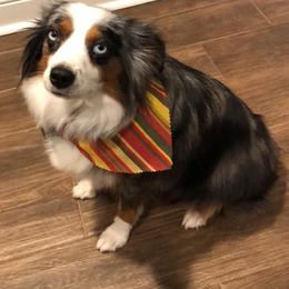 Miniature Australian Shepherds and Pembroke Welsh Corgis from Creek Ranch Kennels