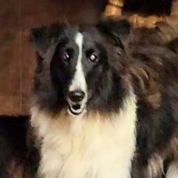 Ria - Shetland Sheepdog