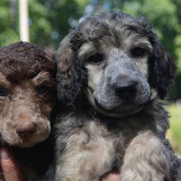 Poodles from Middlebranch Farm Standard Poodles