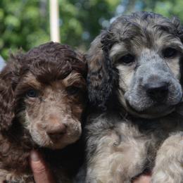 Poodles from Middlebranch Farm Standard Poodles