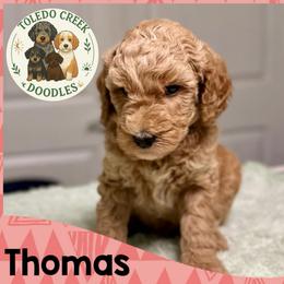 Thomas - Red  male Goldendoodle puppy in Pasadena, Texas from Toledo Creek Doodles