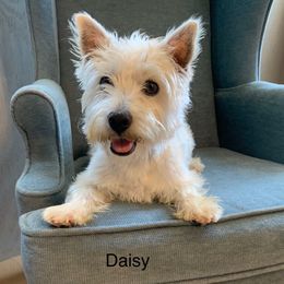 Daisy - West Highland White Terrier
