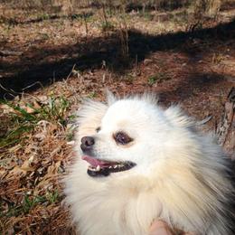 Mr - Pomeranian